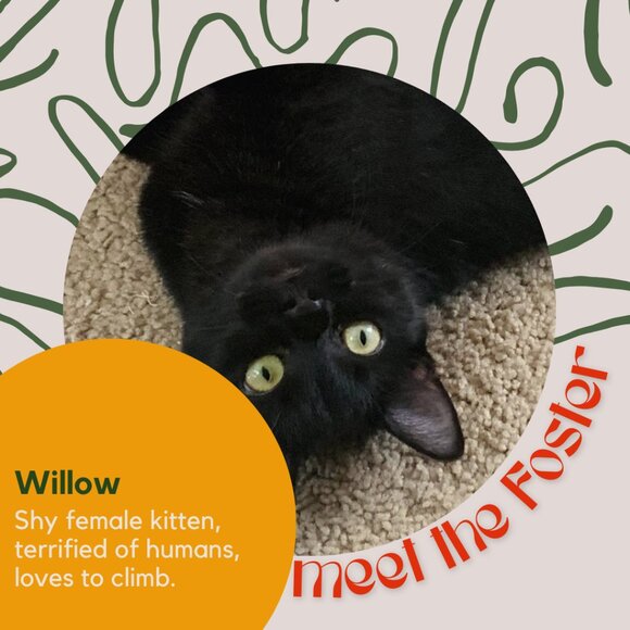 Meet the fosters! - Picture 8 of 15